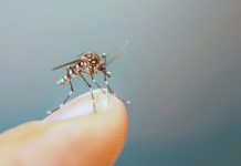 Período chuvoso reacende alerta para o avanço da dengue