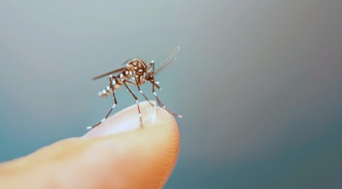 dengue-270126