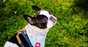 Pulgas: inimigos minúsculos que causam grandes danos à saúde da pele dos pets