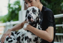 Quem fica com o pet depois do divórcio? Disputa por animais de estimação cresce na Justiça e muda acordos de separação