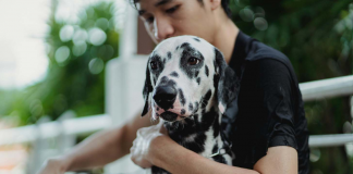Quem fica com o pet depois do divórcio? Disputa por animais de estimação cresce na Justiça e muda acordos de separação