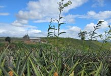 Produção de abacaxi impulsiona o desenvolvimento do município de Pombos, responsável por mais de 30% do cultivo em Pernambuco