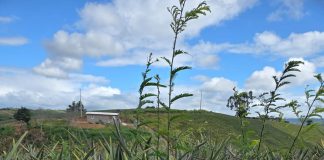 Produção de abacaxi impulsiona o desenvolvimento do município de Pombos, responsável por mais de 30% do cultivo em Pernambuco