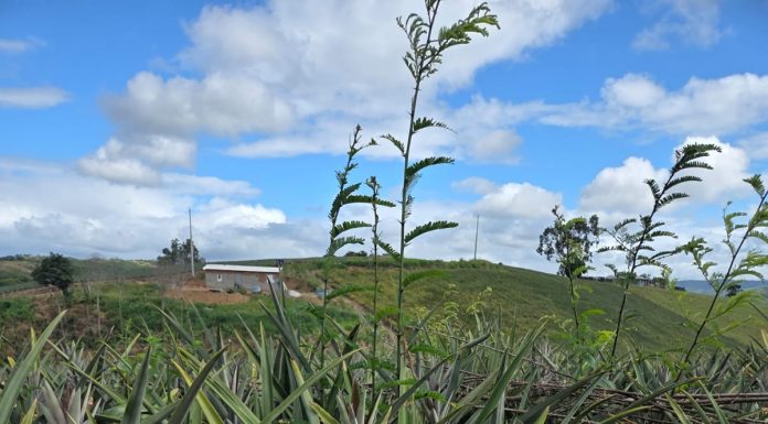 Produção de abacaxi impulsiona o desenvolvimento do município de Pombos, responsável por mais de 30% do cultivo em Pernambuco