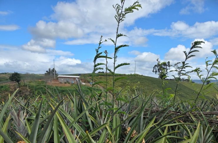 Produção de abacaxi impulsiona o desenvolvimento do município de Pombos, responsável por mais de 30% do cultivo em Pernambuco