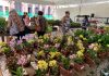 Festival Flores de Holambra realiza edição especial de Dia das Mães em dois pontos do Recife