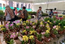 Festival Flores de Holambra realiza edição especial de Dia das Mães em dois pontos do Recife