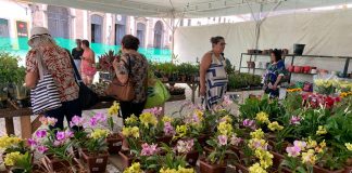 Festival Flores de Holambra realiza edição especial de Dia das Mães em dois pontos do Recife