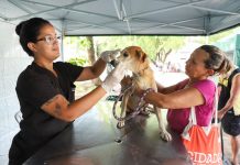 Programa de castração animal avança na Região Metropolitana e no Agreste, com agendas em Igarassu e Garanhuns