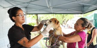 Programa de castração animal avança na Região Metropolitana e no Agreste, com agendas em Igarassu e Garanhuns