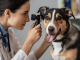Veterinário alerta para a importância da oftalmologia pet; veja as 10 raças com maior incidência de problemas oculares