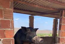 Adagro alerta que a criação ilegal de Javali e javaporco pode ameaçar a produção rural e o equilíbrio ambiental