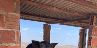 Adagro alerta que a criação ilegal de Javali e javaporco pode ameaçar a produção rural e o equilíbrio ambiental