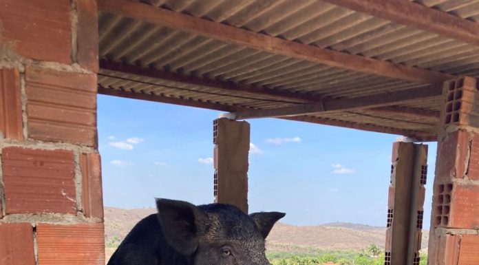 Adagro alerta que a criação ilegal de Javali e javaporco pode ameaçar a produção rural e o equilíbrio ambiental