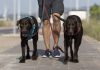 Qual é a dose certa de exercício para os cães?