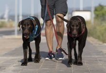 Qual é a dose certa de exercício para os cães?