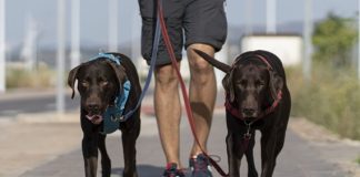 Qual é a dose certa de exercício para os cães?