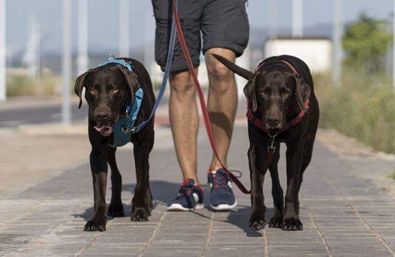 Qual é a dose certa de exercício para os cães?