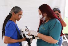 Governo de Pernambuco promove mutirão de castração de cães e gatos com programação em Camaragibe e São Lourenço da Mata