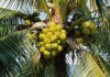 Especialista em ecofisiologia do coqueiro, confirma presença no 3º Simpósio de Oportunidades de Negócios na Cultura do Coco
