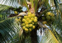 Especialista em ecofisiologia do coqueiro, confirma presença no 3º Simpósio de Oportunidades de Negócios na Cultura do Coco