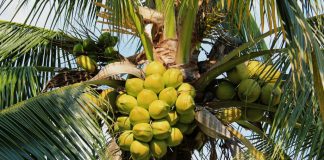 Especialista em ecofisiologia do coqueiro, confirma presença no 3º Simpósio de Oportunidades de Negócios na Cultura do Coco