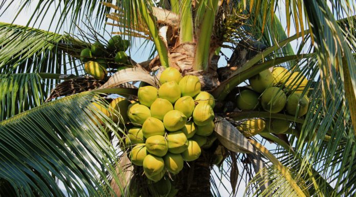 Especialista em ecofisiologia do coqueiro, confirma presença no 3º Simpósio de Oportunidades de Negócios na Cultura do Coco
