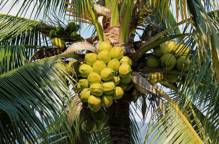 Especialista em ecofisiologia do coqueiro, confirma presença no 3º Simpósio de Oportunidades de Negócios na Cultura do Coco