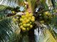 Especialista em ecofisiologia do coqueiro, confirma presença no 3º Simpósio de Oportunidades de Negócios na Cultura do Coco