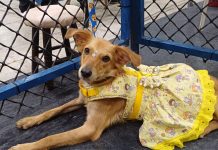 Shopping Patteo Olinda promove campanha de adoção de cães e gatos no dia 12 de setembro