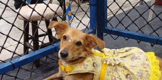 Shopping Patteo Olinda promove campanha de adoção de cães e gatos no dia 12 de setembro