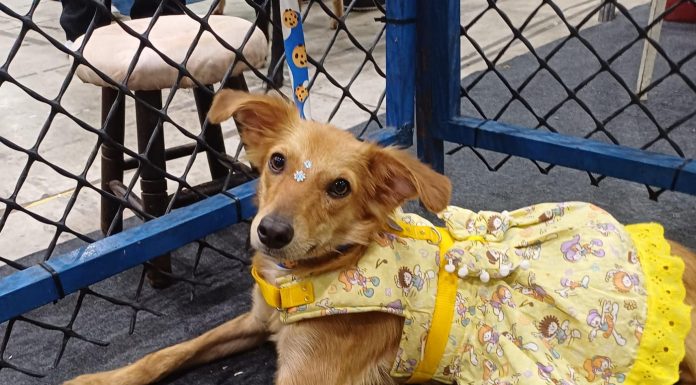 Shopping Patteo Olinda promove campanha de adoção de cães e gatos no dia 12 de setembro