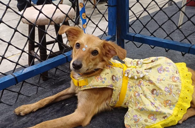 Shopping Patteo Olinda promove campanha de adoção de cães e gatos no dia 12 de setembro