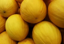 Painel da Sudene reúne dados sobre os principais produtos agrícolas do Nordeste