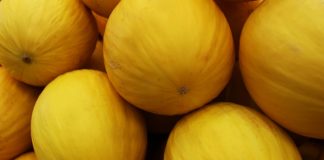 Painel da Sudene reúne dados sobre os principais produtos agrícolas do Nordeste