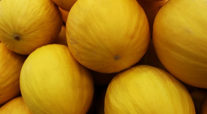 Painel da Sudene reúne dados sobre os principais produtos agrícolas do Nordeste