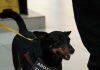Carrefour Recife promove nova edição de campanha de adoção de cães e gatos