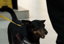 Carrefour Recife promove nova edição de campanha de adoção de cães e gatos