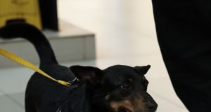 Carrefour Recife promove nova edição de campanha de adoção de cães e gatos