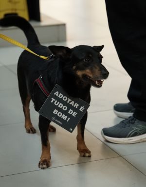 Carrefour Recife promove nova edição de campanha de adoção de cães e gatos