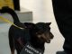 Carrefour Recife promove nova edição de campanha de adoção de cães e gatos
