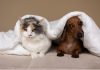 Outubro Rosa Pet: diagnóstico precoce pode fazer diferença no tratamento do câncer de mama em cães e gatos