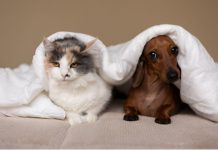 Outubro Rosa Pet: diagnóstico precoce pode fazer diferença no tratamento do câncer de mama em cães e gatos