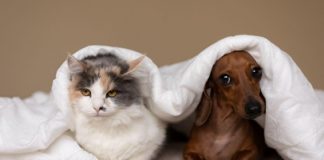 Outubro Rosa Pet: diagnóstico precoce pode fazer diferença no tratamento do câncer de mama em cães e gatos