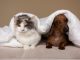 Outubro Rosa Pet: diagnóstico precoce pode fazer diferença no tratamento do câncer de mama em cães e gatos