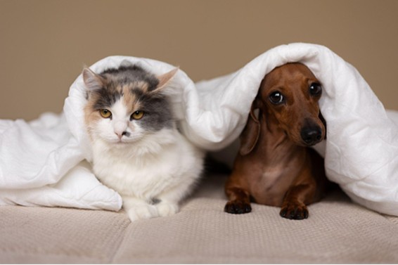 Outubro Rosa Pet: diagnóstico precoce pode fazer diferença no tratamento do câncer de mama em cães e gatos