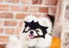 Halloween Pet promete tarde de diversão e concurso de fantasias no Shopping Guararapes