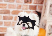 Halloween Pet promete tarde de diversão e concurso de fantasias no Shopping Guararapes