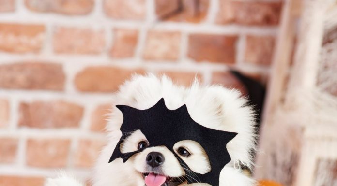 Halloween Pet promete tarde de diversão e concurso de fantasias no Shopping Guararapes