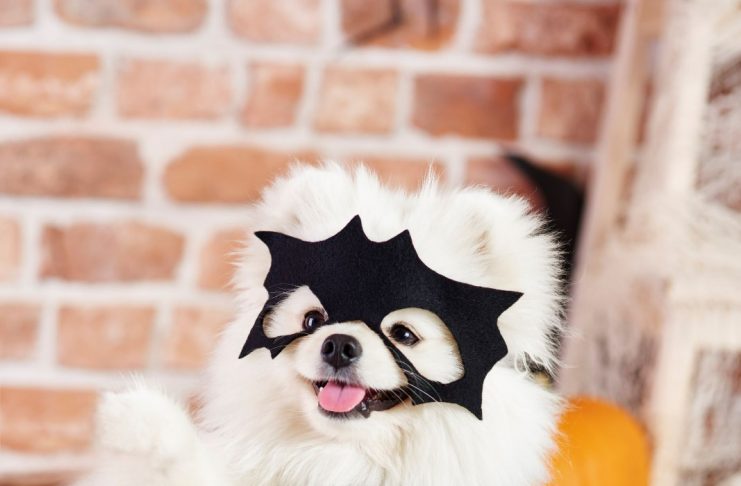 Halloween Pet promete tarde de diversão e concurso de fantasias no Shopping Guararapes